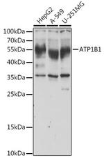 ATP1B1 Antibody in Western Blot (WB)