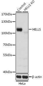 HELLS Antibody in Western Blot (WB)