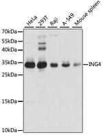 ING4 Antibody in Western Blot (WB)