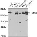 TrkC Antibody in Western Blot (WB)