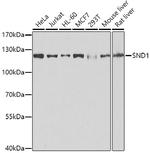 SND1 Antibody in Western Blot (WB)