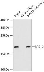 RPS10 Antibody in Immunoprecipitation (IP)