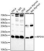 RPS10 Antibody in Western Blot (WB)