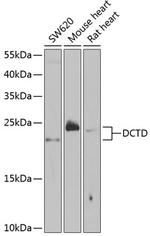 DCTD Antibody in Western Blot (WB)