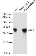 FUS Antibody in Immunoprecipitation (IP)