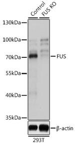 FUS Antibody