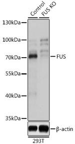 FUS Antibody in Western Blot (WB)