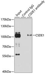 CSDE1 Antibody in Immunoprecipitation (IP)