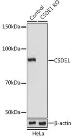 CSDE1 Antibody in Western Blot (WB)