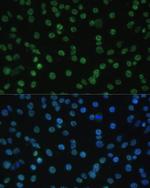 ALY Antibody in Immunocytochemistry (ICC/IF)