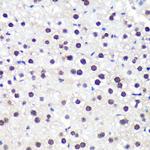 ALY Antibody in Immunohistochemistry (Paraffin) (IHC (P))