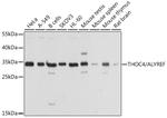 ALY Antibody in Western Blot (WB)