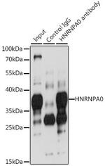 HNRNPA0 Antibody in Immunoprecipitation (IP)