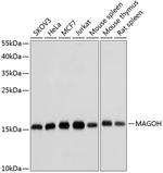 MAGOH Antibody in Western Blot (WB)