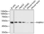 PABPN1 Antibody in Western Blot (WB)