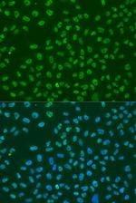 HuR Antibody in Immunocytochemistry (ICC/IF)