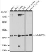 HuR Antibody in Western Blot (WB)