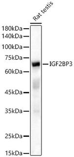 IGF2BP3 Antibody in Western Blot (WB)