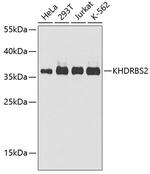 KHDRBS2 Antibody in Western Blot (WB)