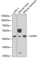 VASH1 Antibody in Western Blot (WB)