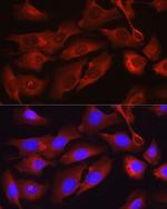 Osteocalcin Antibody in Immunocytochemistry (ICC/IF)