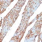 Flotillin 1 Antibody in Immunohistochemistry (Paraffin) (IHC (P))