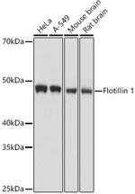 Flotillin 1 Antibody in Western Blot (WB)