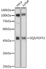 FDFT1 Antibody in Western Blot (WB)