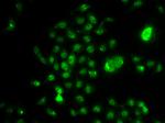 RDBP Antibody in Immunocytochemistry (ICC/IF)