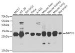 BAP31 Antibody in Western Blot (WB)