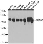 DNAJA2 Antibody in Western Blot (WB)