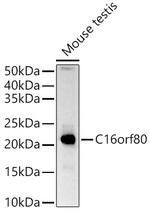 GTL3 Antibody in Western Blot (WB)