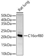 GTL3 Antibody in Western Blot (WB)