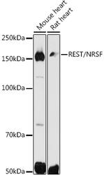 REST Antibody in Western Blot (WB)