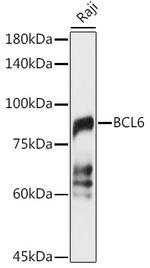 BCL6 Antibody in Western Blot (WB)