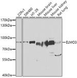 ELMO3 Antibody in Western Blot (WB)