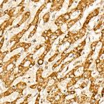 IDH2 Antibody in Immunohistochemistry (Paraffin) (IHC (P))