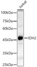 IDH2 Antibody in Western Blot (WB)