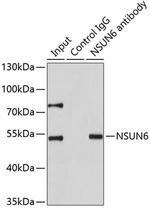 NSUN6 Antibody in Immunoprecipitation (IP)