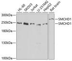 SMCHD1 Antibody in Western Blot (WB)