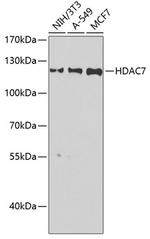 HDAC7 Antibody in Western Blot (WB)