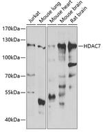 HDAC7 Antibody in Western Blot (WB)