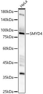 SMYD4 Antibody in Western Blot (WB)