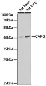 CAPG Antibody in Western Blot (WB)