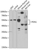 PON1 Antibody in Western Blot (WB)