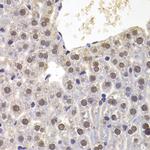 PRDM5 Antibody in Immunohistochemistry (Paraffin) (IHC (P))