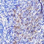 ATG10 Antibody in Immunohistochemistry (Paraffin) (IHC (P))