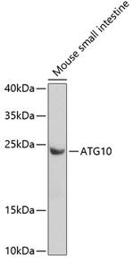 ATG10 Antibody in Western Blot (WB)