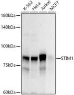 STIM1 Antibody in Western Blot (WB)