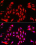 Annexin A11 Antibody in Immunocytochemistry (ICC/IF)